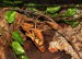 Deroplatys dessicata - pářící se pár