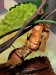 Deroplatys truncata  - dospělá samice s ootékou
